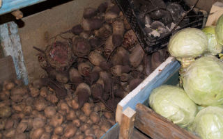 Хранение свеклы после сбора урожая: как сохранить корнеплод зимой в погребе, подвале, квартире и холодильнике