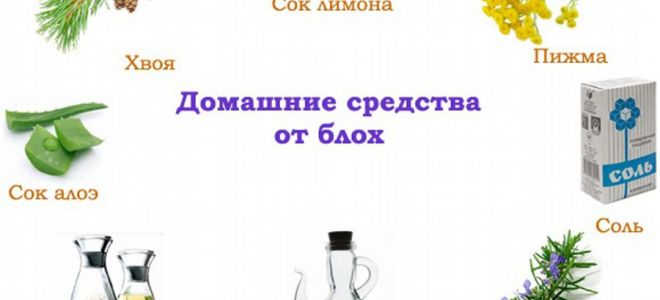 Как быстро вывести блох из дома и квартиры: советы, народные и химические средства, профилактика