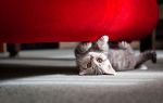 Как отучить кота драть обои и мебель: почему кошки это делают, использование когтеточки, народные способы