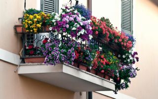 Как выбрать цветы для балкона на лето: свето- и тенелюбивые растения, красивоцветущие и зеленые виды