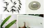 Завелись насекомые: как избавиться от мошек на орхидеях и грунте, распознать вид и правильно с ним бороться