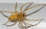 Домашние пауки: причины появления, разновидности, польза и опасность для человека