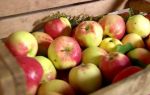 Как сохранить яблоки на зиму в домашних условиях: сорта, способные лежать до зимы и весны