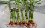 Выращивание бамбука в домашних условиях: особенности ухода и пересадки растения