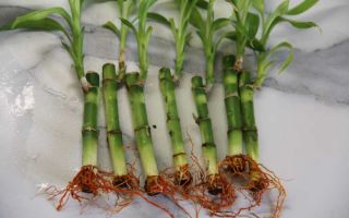 Выращивание бамбука в домашних условиях: особенности ухода и пересадки растения