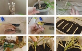 Размножение драцены в домашних условиях: разновидности и пересадка пальмы, размножение черенками и отростками
