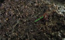 Вредители комнатных растений в почве: борьба с мелкими насекомыми и червяками