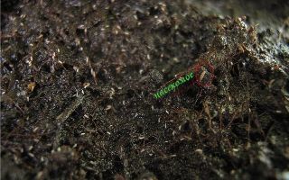Вредители комнатных растений в почве: борьба с мелкими насекомыми и червяками