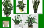 Неприхотливые тенелюбивые комнатные растения: названия растений для офиса и дома, правила ухода и размножения