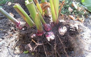 Выращивание, хранение канн и уход за ними: правильная подготовка цветка к зимовке и посадка весной