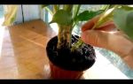 Диффенбахия и уход за ней в домашних условиях: как вырастить и размножить комнатное растение