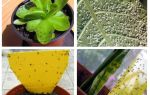 Виды вредителей домашних растений, как избавиться от мошек в комнатных цветах народными средствами
