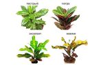 Цветок кротон: виды и сорта растения, уход и пересадка в домашних условиях, болезни и вредители