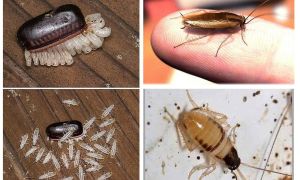 Как избавиться от чёрных тараканов в квартире и доме навсегда: причины появления и средства борьбы