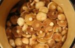 Общие правила чистки грибов: как почистить белые грибы, опята и маслята, вешенки