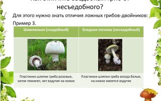 Как отличить съедобный гриб от несъедобного и узнать, не ядовитый ли он: рекомендации по распознаванию грибов