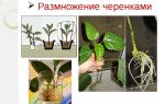 Выращивание афеландры в домашних условиях: описание цветка, правила ухода и способы размножения, фото и видео