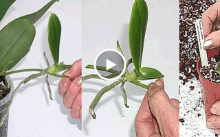 Выращивание орхидеи в домашних условиях: как ухаживать за растением, размножение цветка, болезни и вредители